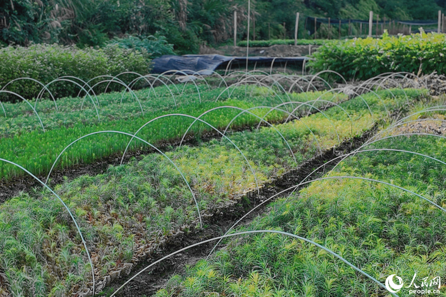 清流縣保障性苗圃的育苗區(qū)。人民網(wǎng) 楊灝昱攝