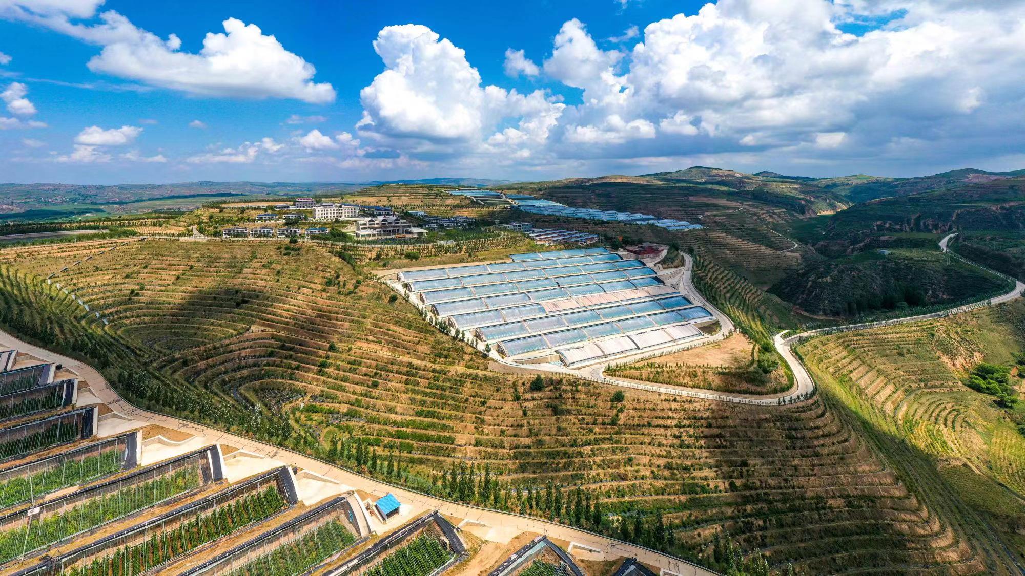 榆嶺窊村豐禾農(nóng)場的果蔬大棚。