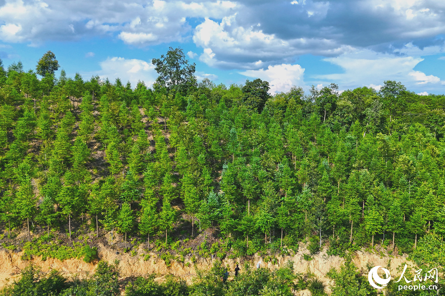 “一林三吃”的經(jīng)營(yíng)模式豐富了林下經(jīng)濟(jì)的多樣性。人民網(wǎng) 李昌乾攝