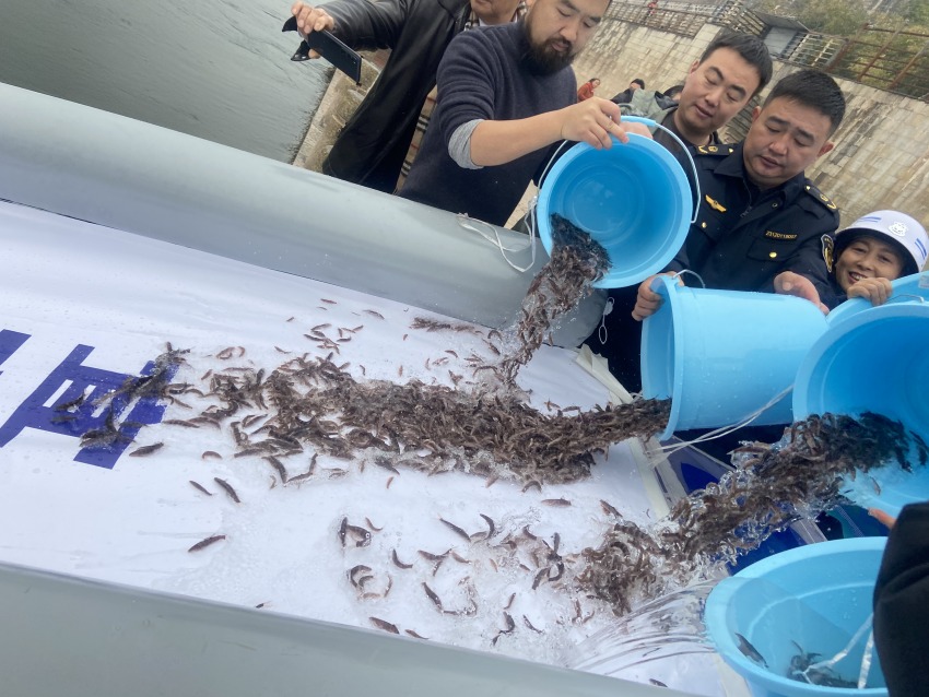 放流活動現(xiàn)場。宜賓市廣播電視臺供圖