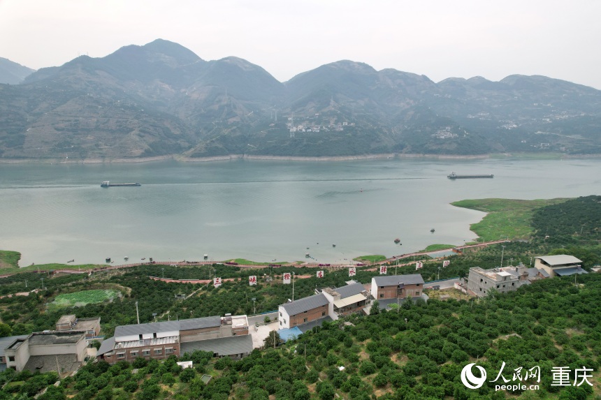 三沱村正以“三峽橙莊”建設(shè)為契機(jī)，描繪鄉(xiāng)村振興新圖景。人民網(wǎng)記者 劉政寧攝