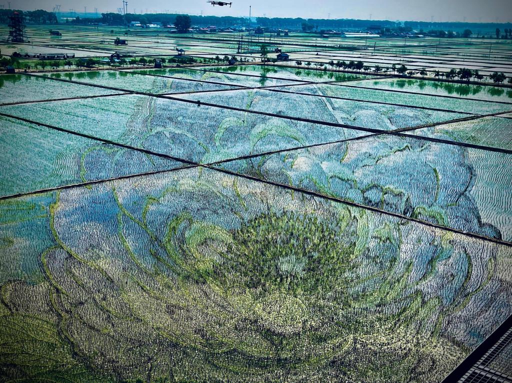 國色山河主題稻田畫。人民網(wǎng)記者 任妍攝