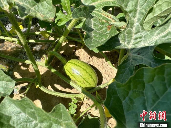 14日，記者在合作社的百畝西瓜地里，看著一個個如雞蛋般大小的西瓜，正“享受”著太陽的炙烤?！⑿〖t 攝