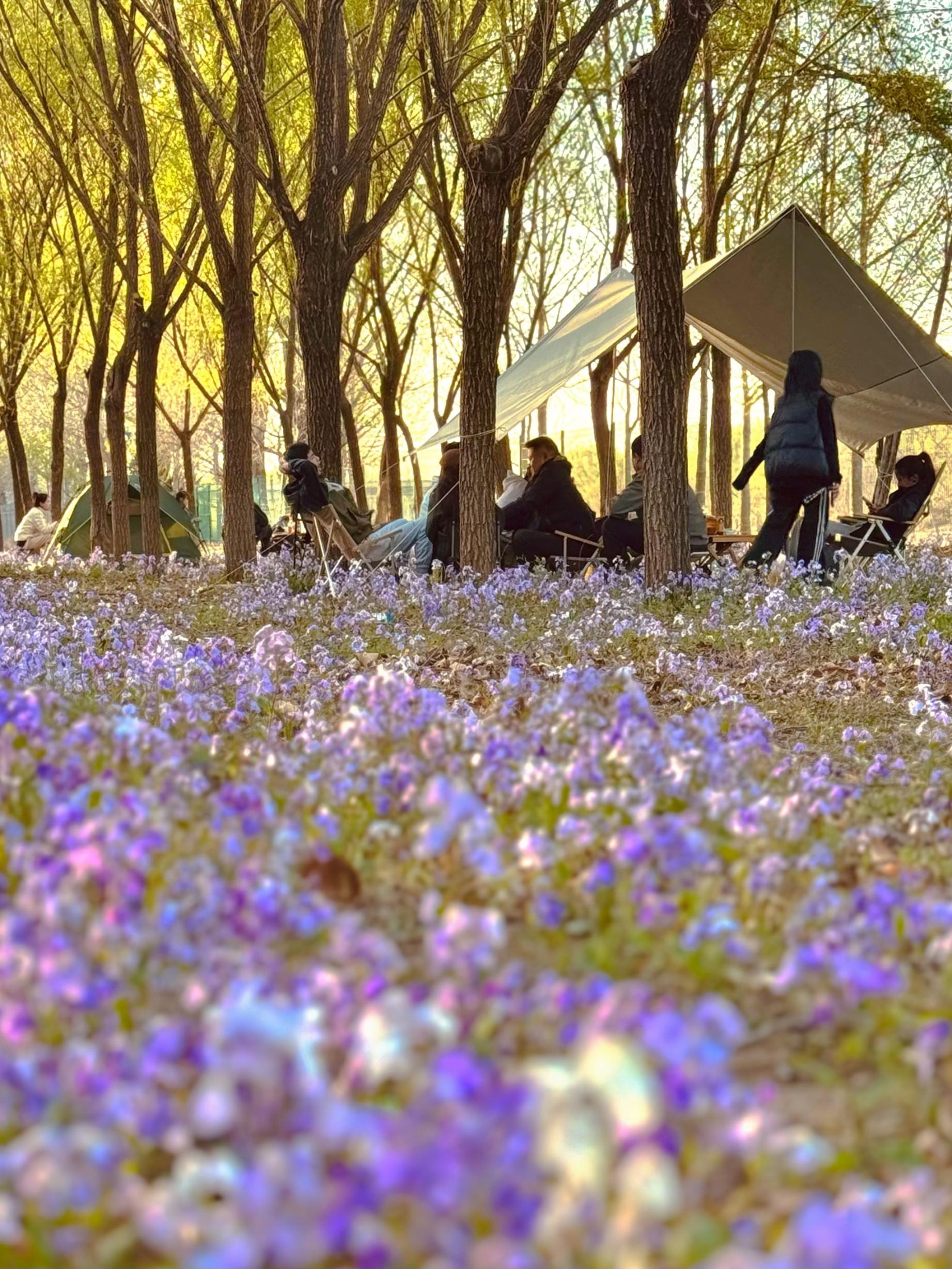 清明假期期間，范女士一家在北京溫榆河邊露營。受訪者供圖