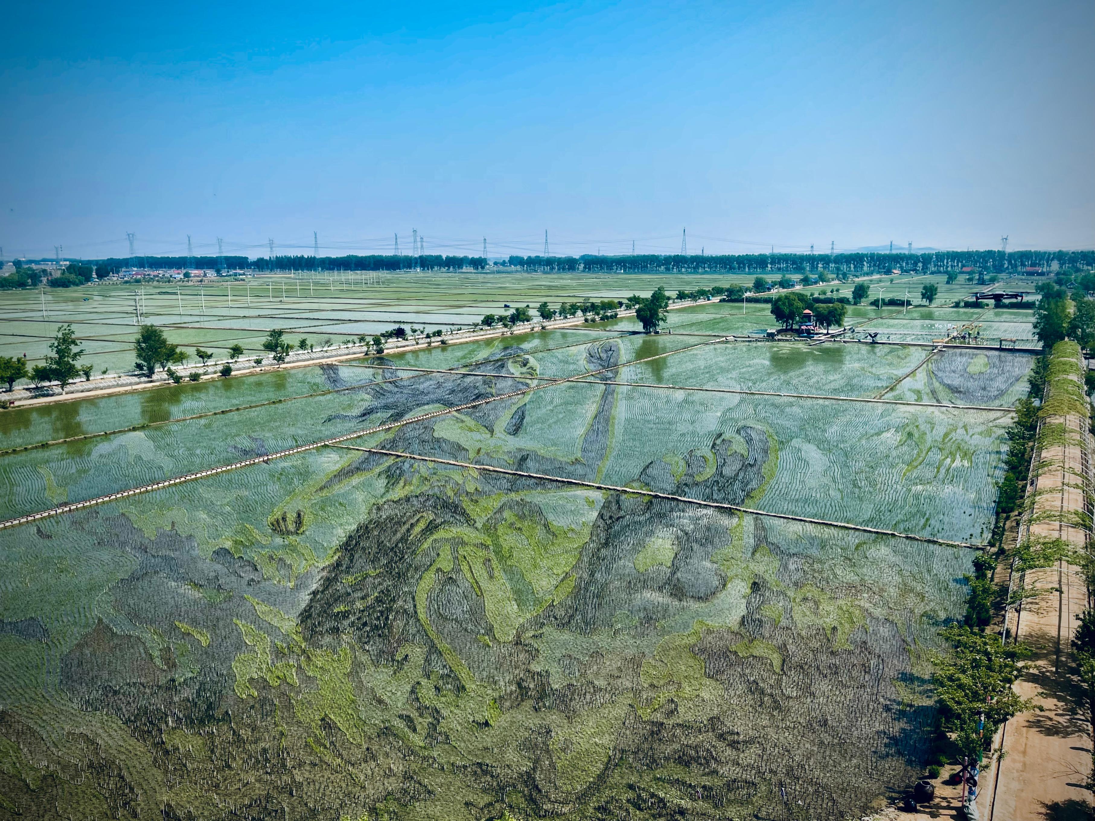 “歷史典故-夸父逐日”稻田畫。人民網(wǎng)記者 任妍攝