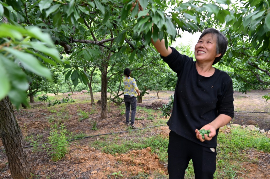 村民們搶抓農(nóng)時(shí)，忙著為脆李樹疏果。鄒樂攝