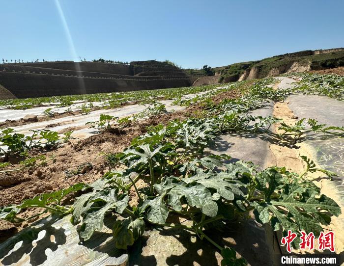 當(dāng)前，西瓜正值快速生長期。　劉小紅 攝