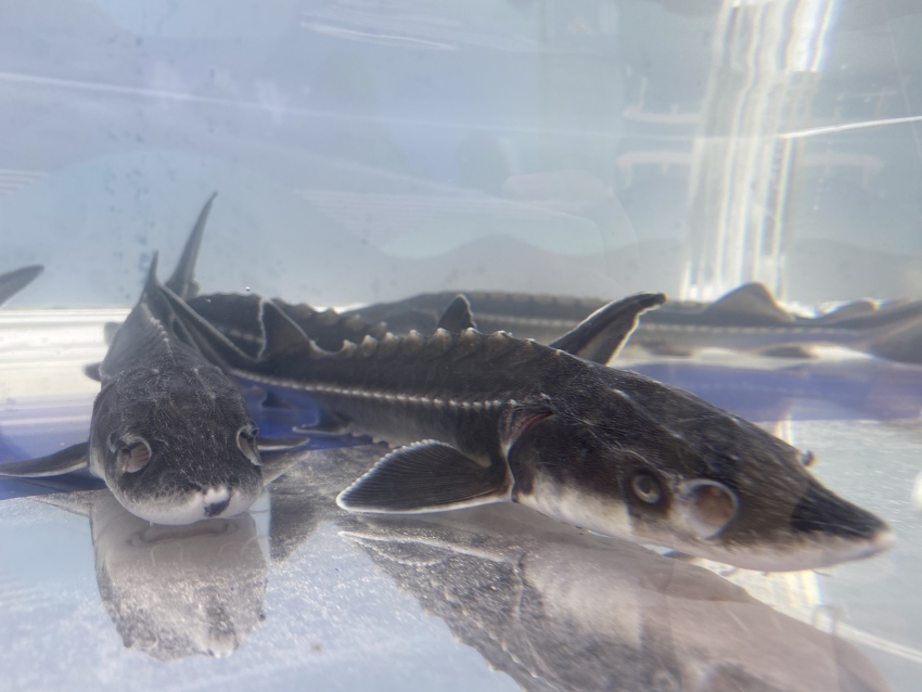 珍稀魚種——長江鱘。宜賓市廣播電視臺供圖