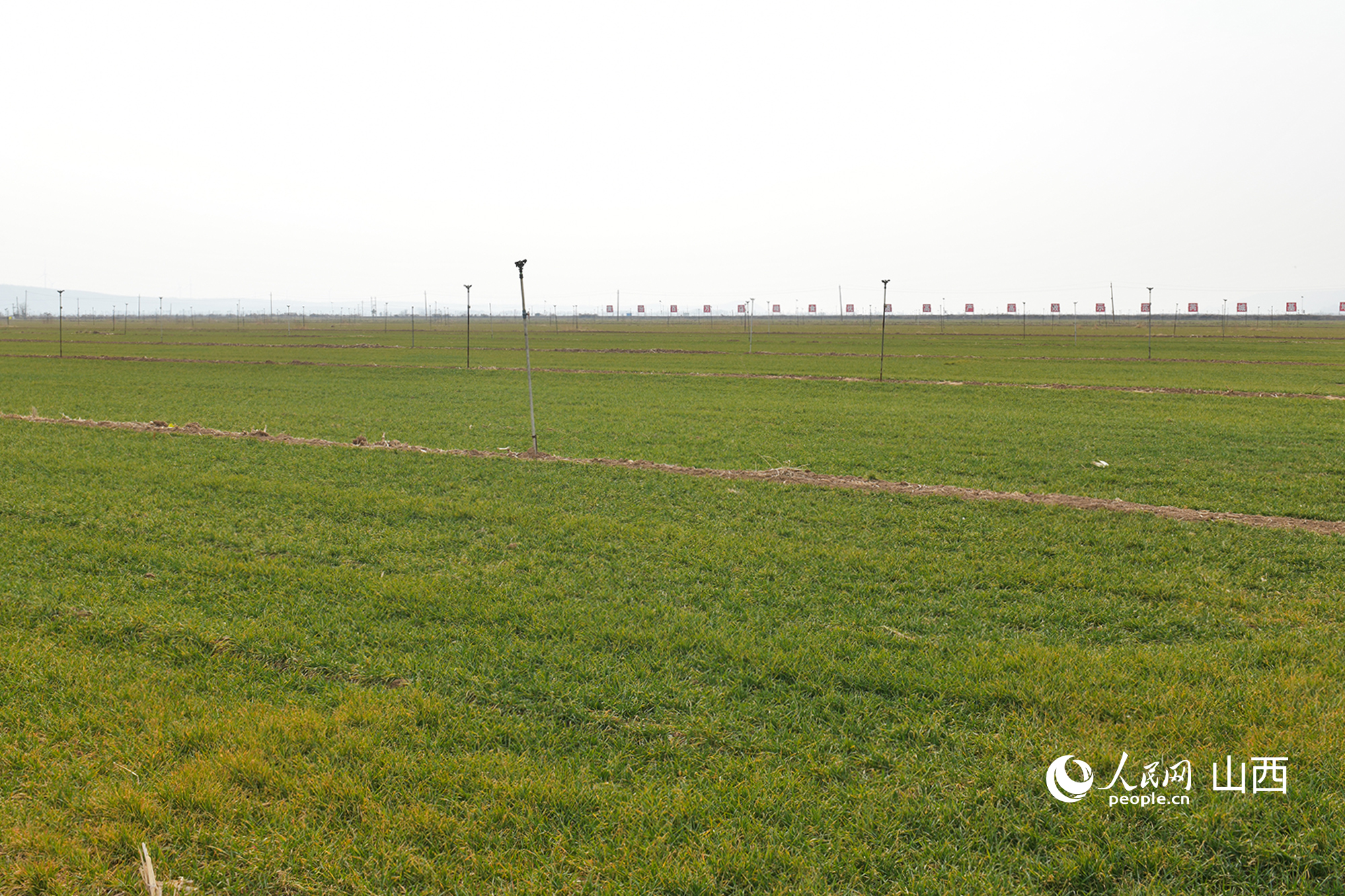 山西省運(yùn)城市芮城縣返青的冬小麥。人民網(wǎng)記者 焦搏文攝