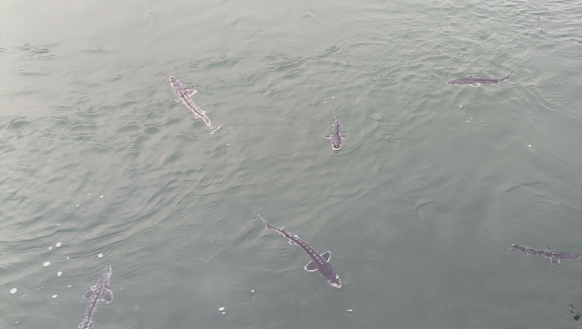 珍稀魚種——長江鱘。宜賓市廣播電視臺供圖