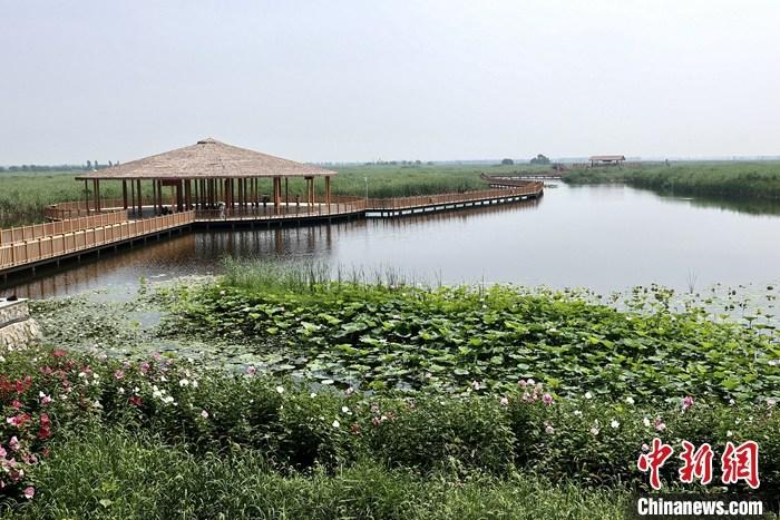 從完成頂層設(shè)計到如火如荼大規(guī)模建設(shè)，六年來，雄安新區(qū)如春天的竹子一般拔節(jié)生長，這座承載千年大計的“未來之城”已雄姿初顯。從“一張白紙”開始著墨，如今的雄安新區(qū)已是濃墨重彩的“山水畫”。<a target='_blank' href='/'>中新社</a>記者近日走訪了雄安新區(qū)多地，從“藍綠金”三色感受這座“未來之城”的巨大變化。圖為7月20日，河北白洋淀上荷花滿淀、蘆花搖曳。 <a target='_blank' href='/'>中新社</a>記者 易海菲 攝