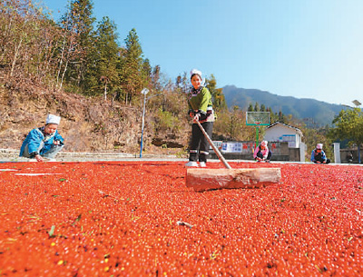 貴州省黔東南苗族侗族自治州榕江縣依托豐富的森林資源，大力發(fā)展林下草珊瑚中藥材種植等林下經(jīng)濟(jì)，實(shí)現(xiàn)農(nóng)民增收、林業(yè)增效。圖為榕江縣興華水族鄉(xiāng)星月村草珊瑚種植基地內(nèi)，村民在采收、晾曬草珊瑚果。 周光勝攝（人民視覺(jué)）